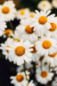 blomster